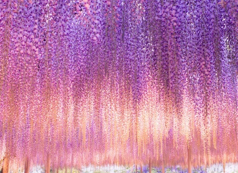 Глициния в японском парке Kawachi Fuji 