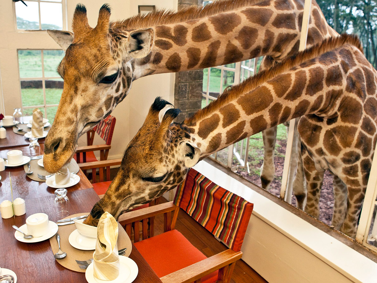 Чем кормят в зоопарке. Жираф Манор Кения. Бутик-отель Giraffe Manor, Найроби Кения. Отель Giraffe Manor блюда. Отель с жирафами в Кении.