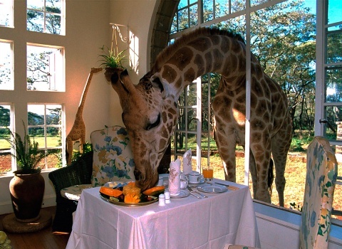 Отель Giraffe Manor, Kenya