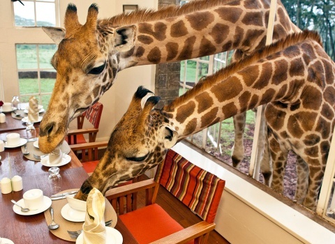 Отель Giraffe Manor, Kenya. Жирафы каждое утро заглядывают на завтрак. Все желающие могут их угостить и сделать с ними потрясающие фотографии