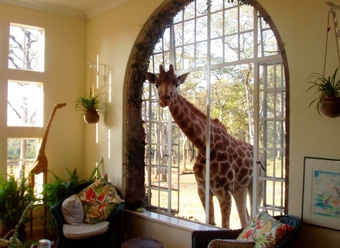 Отель Giraffe Manor, Kenya. Жирафа можно покормить и погладить прямо из окна своего номера