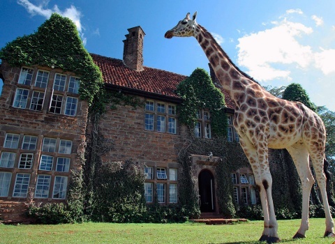 Отель Giraffe Manor, Kenya. Этот отель в Кении называется Жираффе Манор, что переводится как поместье жирафа. 