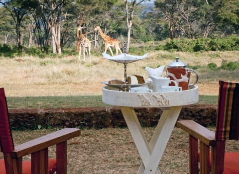 Отель Giraffe Manor, Kenya. Сидя за столиком на веранде отеля можно общаться с жирафами