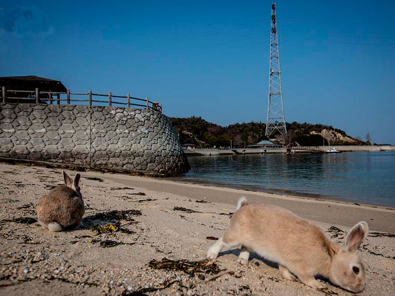 Окуносима — остров кроликов