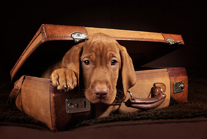 Шесть советов для путешествующих с собакой